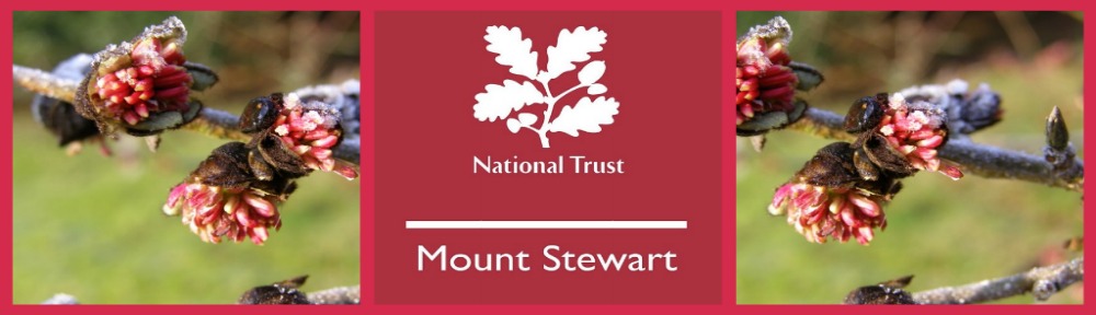 NT Mount Stewart – Volunteer's Garden Diary