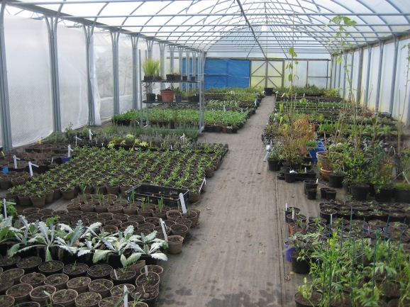 Polytunnel at the Nursery.  Plants being protected during winter.