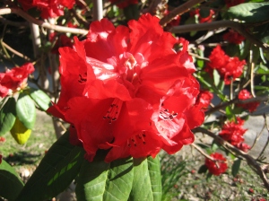 Rhododendron ‘Shilsonii Group’